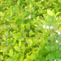 供應防沙造林樹種許樹袋苗（苦藍盤、苦郎樹、假茉莉 ）